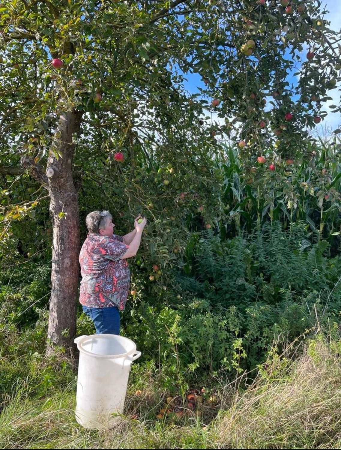 Soziale Teilhabe Kilian und Partner - sozialpädagogische Hilfe -eine Person, die Äpfel von einem Baum erntet